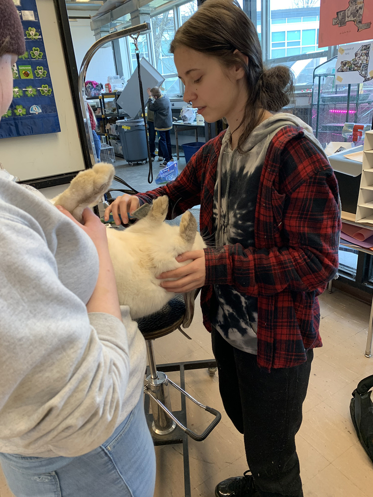 Student working on animal grooming