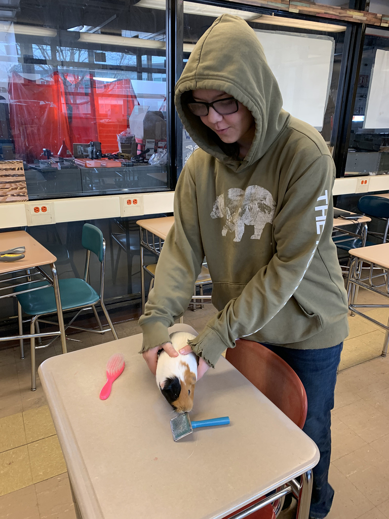Student working on animal grooming